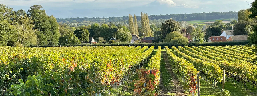 English Wines on a Roll
