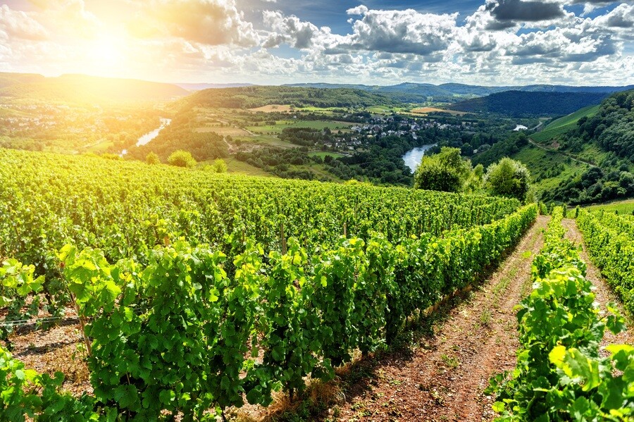 From Vineyard to Bottle: How Terroir Shapes a Winemaker�s Signature Style