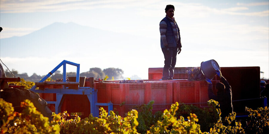2014 Rhônes: A limited parcel from a very fine vintage