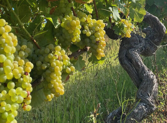 old-vine-white-grapes old-vine-white-grapes