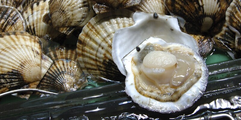 raw-scallops-in-shell