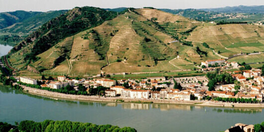 French - Rhone Red Wine