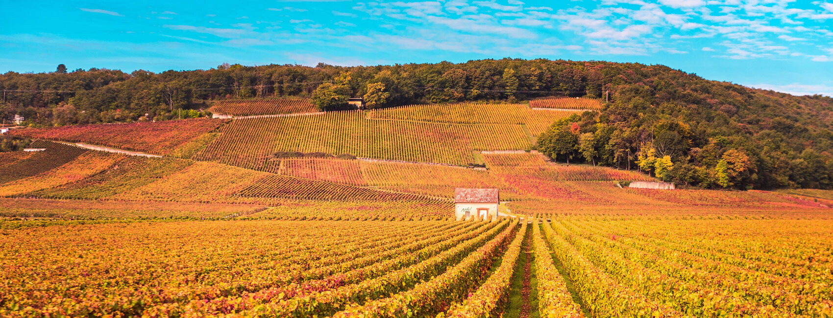 The Spectator Burgundy Offer