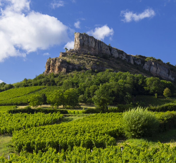 White Burgundy Under �15