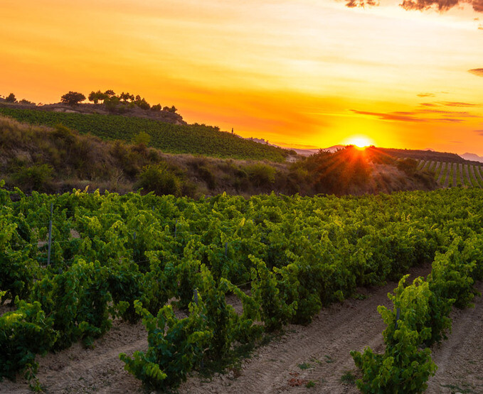 White Rioja