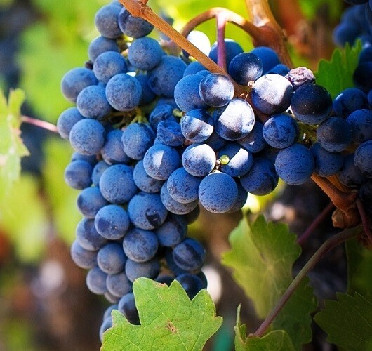 Grape Varieties