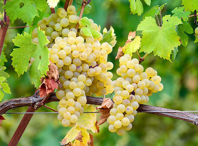 Italian White Grape Varieties (part 1)