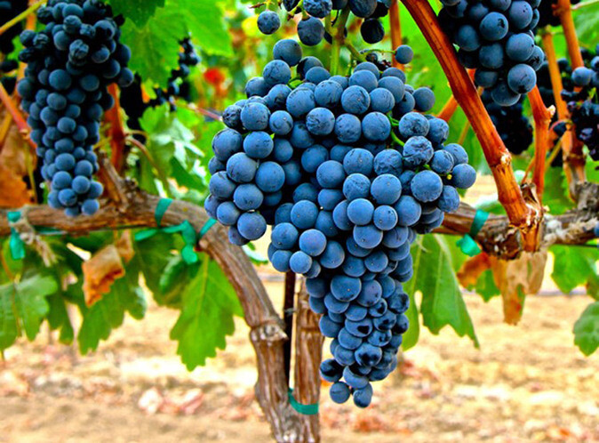 Spanish Red Grape Varieties
