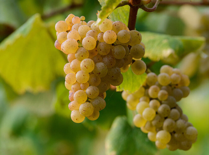 Spanish White Grape Varieties