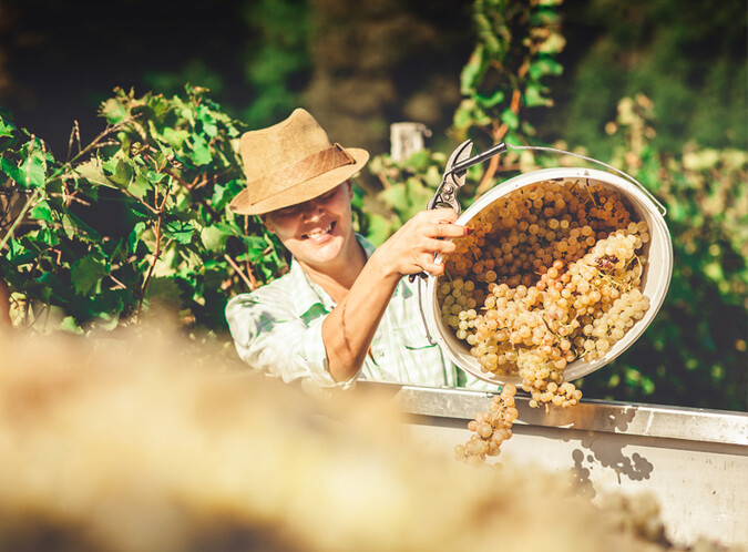 Top 20 Wines for Summer