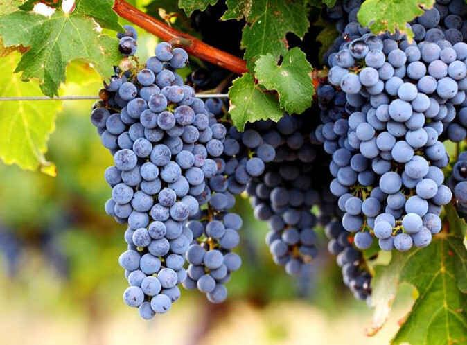 French Red Grape Varieties (part 1)