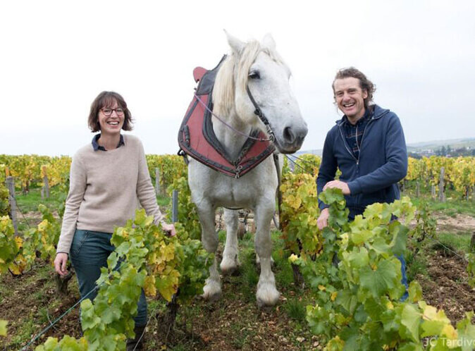 Domaine des Malandes (Chablis)