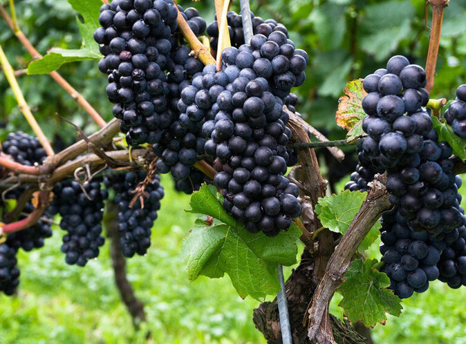 French Red Grape Varieties (part 2)