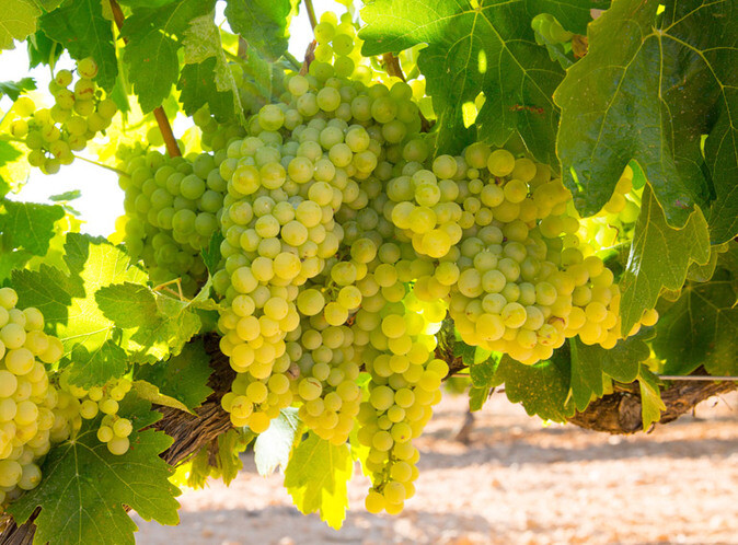 French White Grape Varieties (part 1)