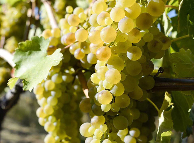 French White Grape Varieties (part 2)