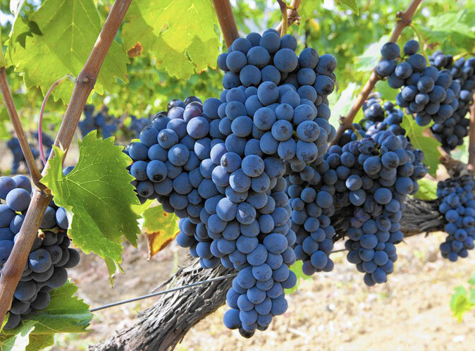 Italian Red Grape Varieties (part 2)