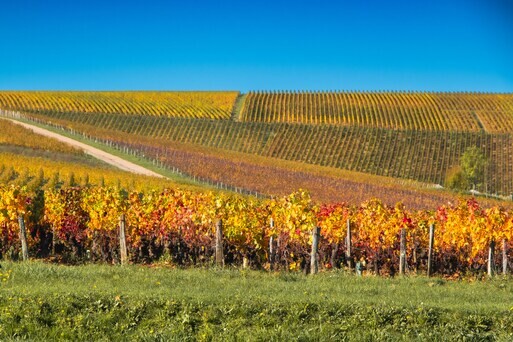 Fresh, Bright, and Lower in Alcohol: The Appeal of Cool-Climate Wines