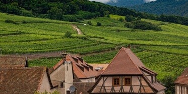 Best Alsace Wines: David Campbell's Review | From Vineyards Direct
