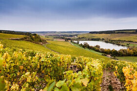 White Burgundy: Chardonnay, Terroir and the Great Appellations